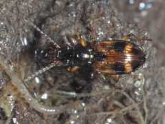 Bembidion articulatum