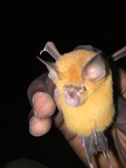 Rhinolophus landeri