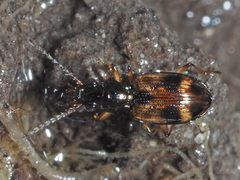 Bembidion articulatum