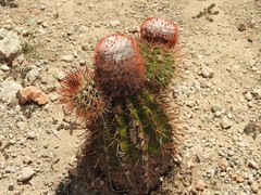 Melocactus harlowii