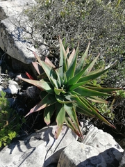 Aloe succotrina