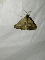Isturgia murinaria