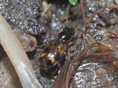 Bembidion articulatum