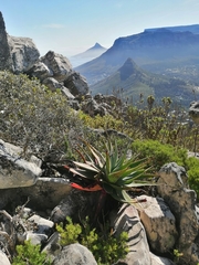 Aloe succotrina