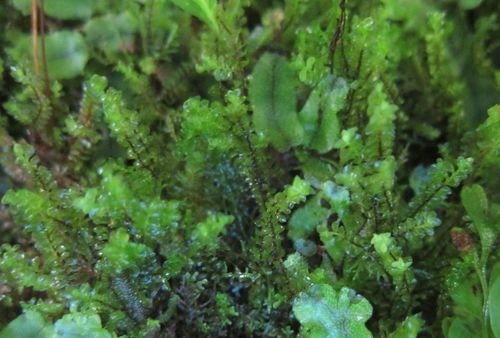 Wettsteinia inversa