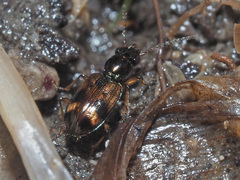 Bembidion articulatum