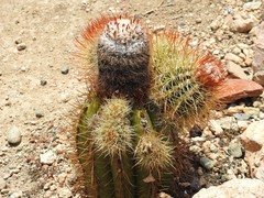 Melocactus harlowii