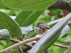 Psilopogon haemacephalus