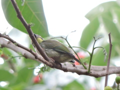 Psilopogon haemacephalus