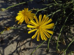Launaea fragilis