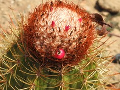 Melocactus harlowii