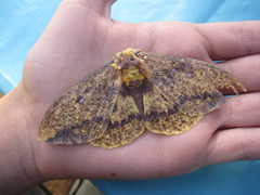 Eacles imperialis pini