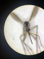 Aedes grossbecki
