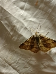 Isturgia murinaria