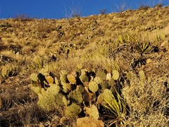 Opuntia dulcis