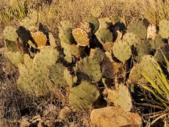 Opuntia dulcis