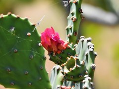 Opuntia bergeriana