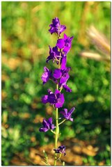 Consolida orientalis