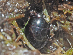 Coelostoma orbiculare
