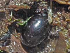 Coelostoma orbiculare