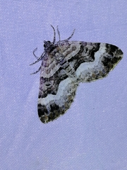Xanthorhoe biriviata