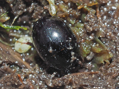 Coelostoma orbiculare