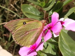 Zerene cesonia cesonia