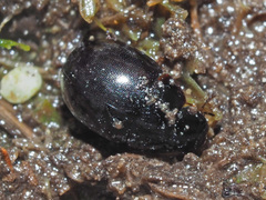 Coelostoma orbiculare