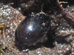 Coelostoma orbiculare