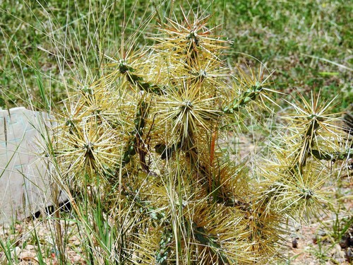 Cylindropuntia hystrix, photograph 5