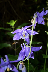 Aquilegia nigricans