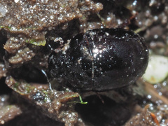 Coelostoma orbiculare
