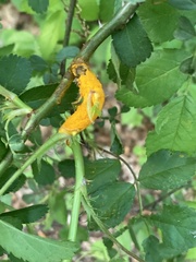 Phragmidium rosae-multiflorae