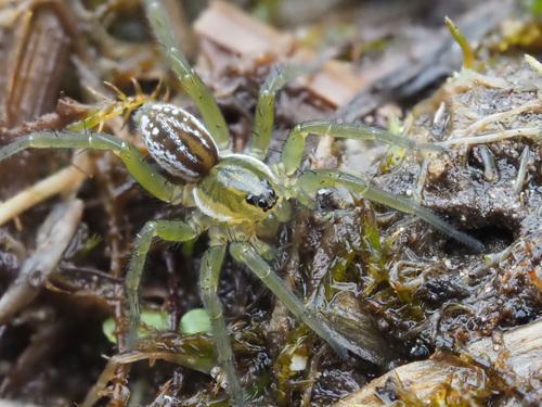 Pirate Wolf Spiders and Allies