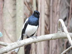 Copsychus saularis