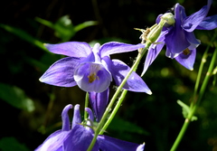 Aquilegia nigricans