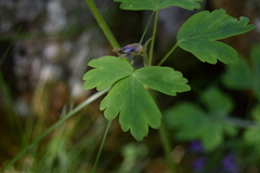Aquilegia nigricans