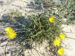 Launaea fragilis