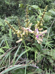 Callerya dielsiana