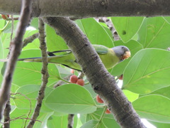 Psittacula cyanocephala