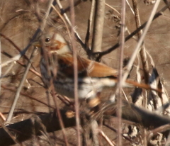 Passerella iliaca iliaca