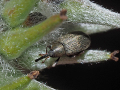 Acalyptus carpini