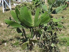 Consolea moniliformis