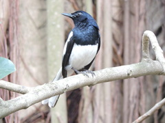 Copsychus saularis