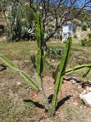 Dendrocereus nudiflorus