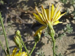 Launaea fragilis