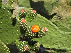 Consolea moniliformis