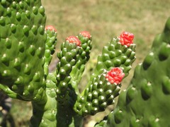 Consolea moniliformis