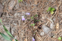 Collinsia multicolor