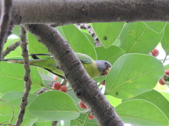 Psittacula cyanocephala
